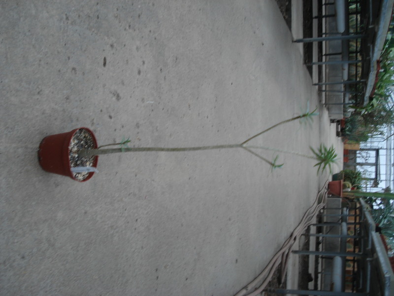 euphorbia balsamifera02