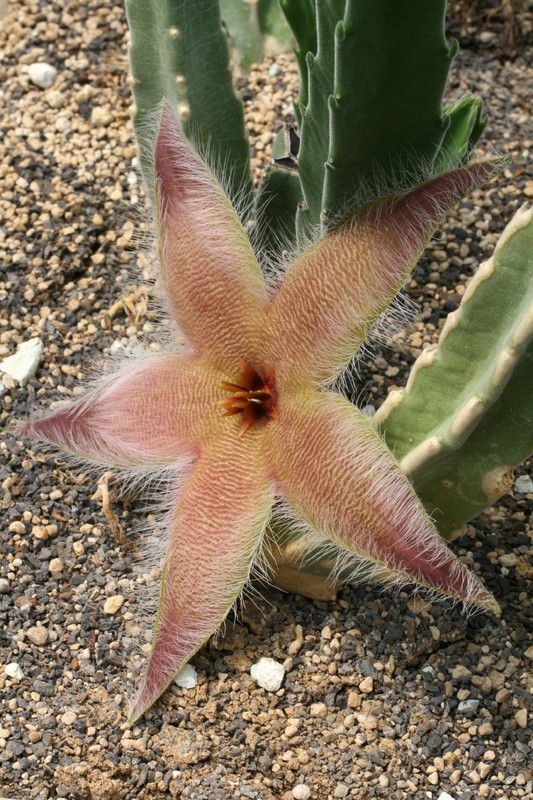stapelia desmetiana 15cm 9613