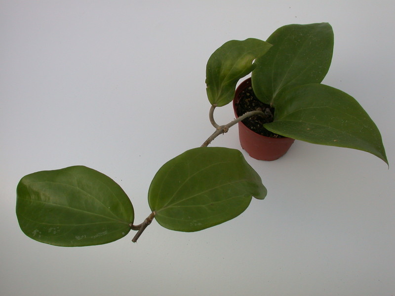 hoya citrina ipps1114 1425