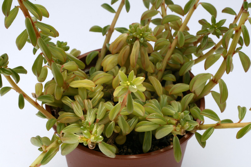 peperomia nivalis 8027
