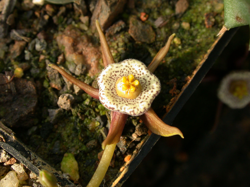 duvalia maculata d1832 02