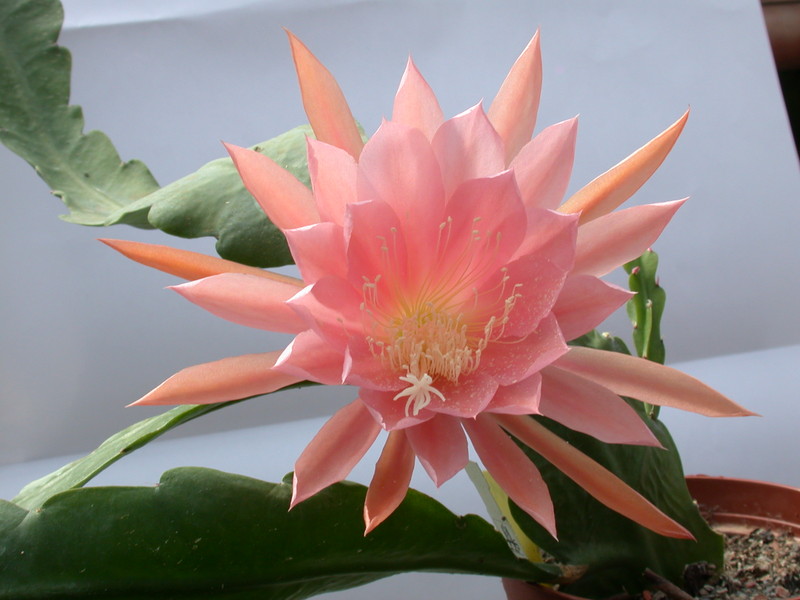 eh lotus 7561 106