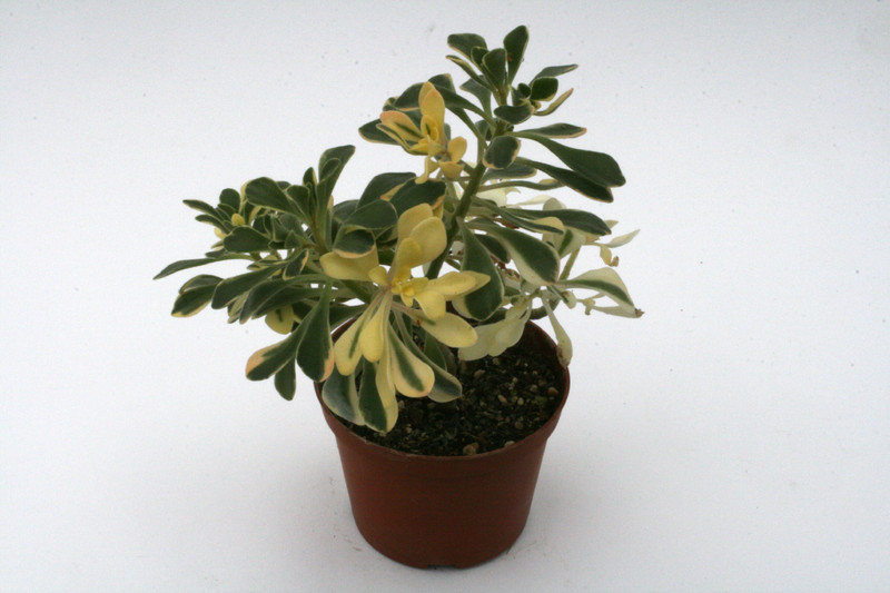 aeonium domesticum variegata 0367