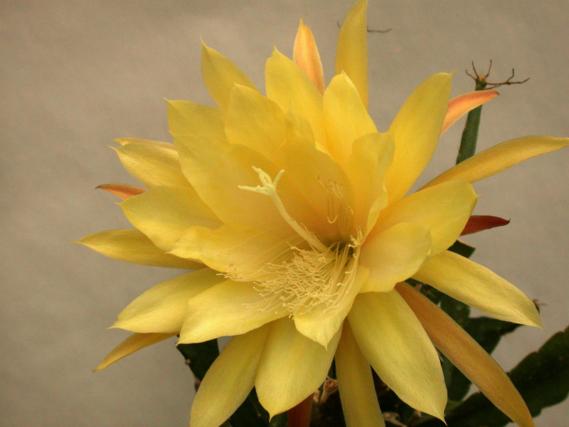 eh yellow gem 9910 16