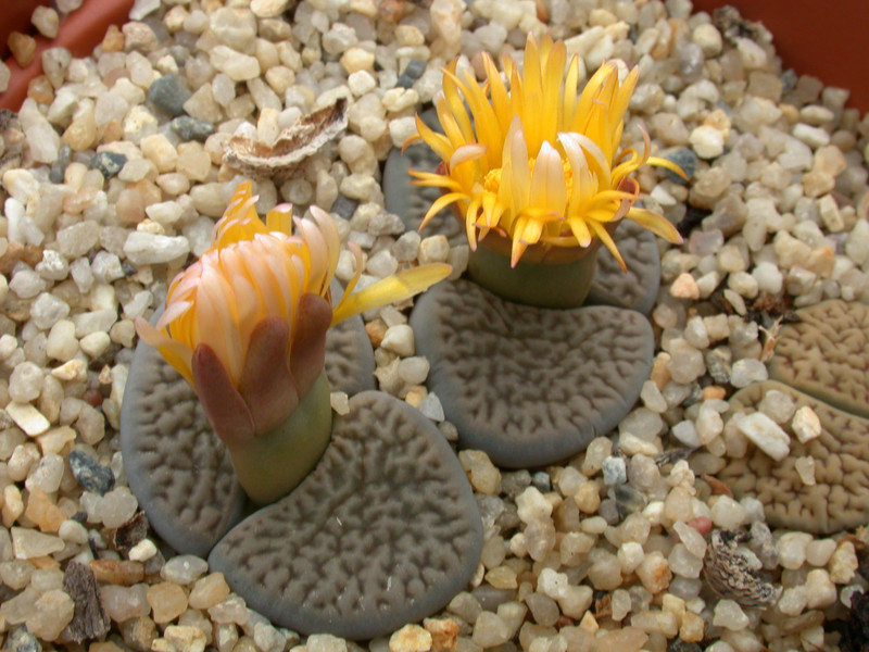 lithops gesineae annae 02