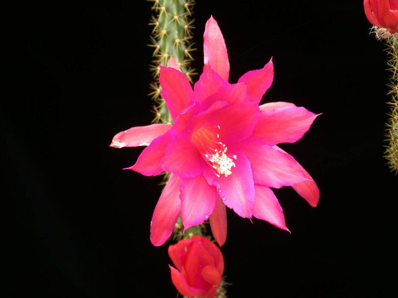 aporocactus susan1
