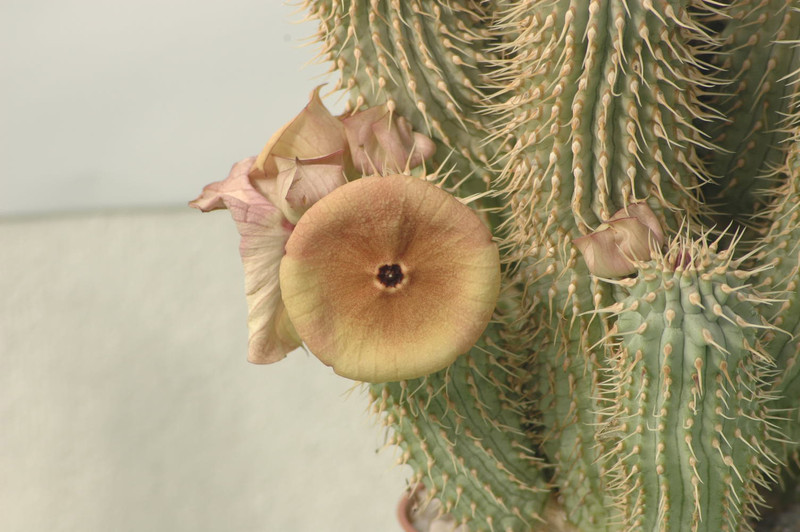 hoodia sp 8