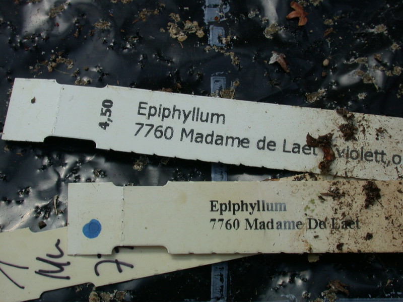 eh madame de laet 7760 173