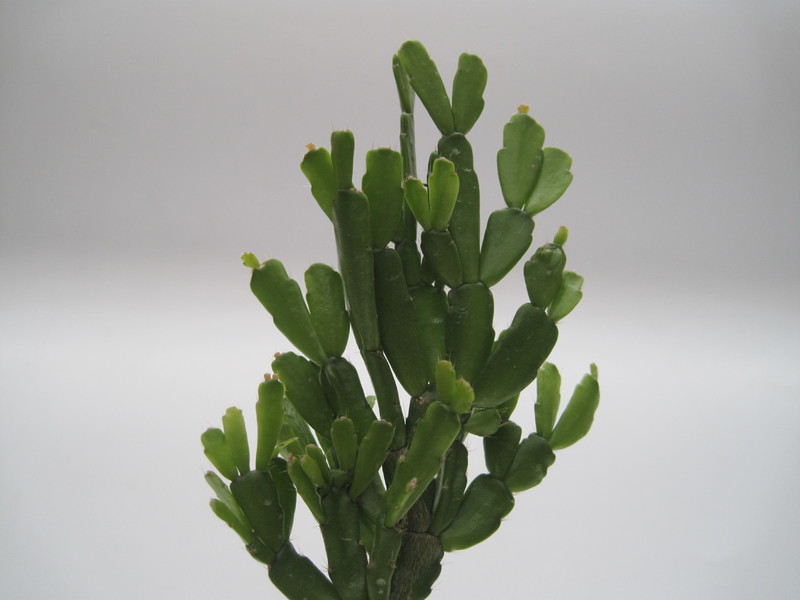 schlumbergera russeliana ehlers 7729