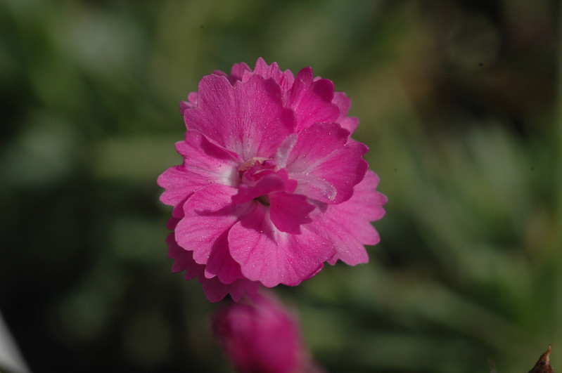 dianthus gratianopolitanus pink jewel 02