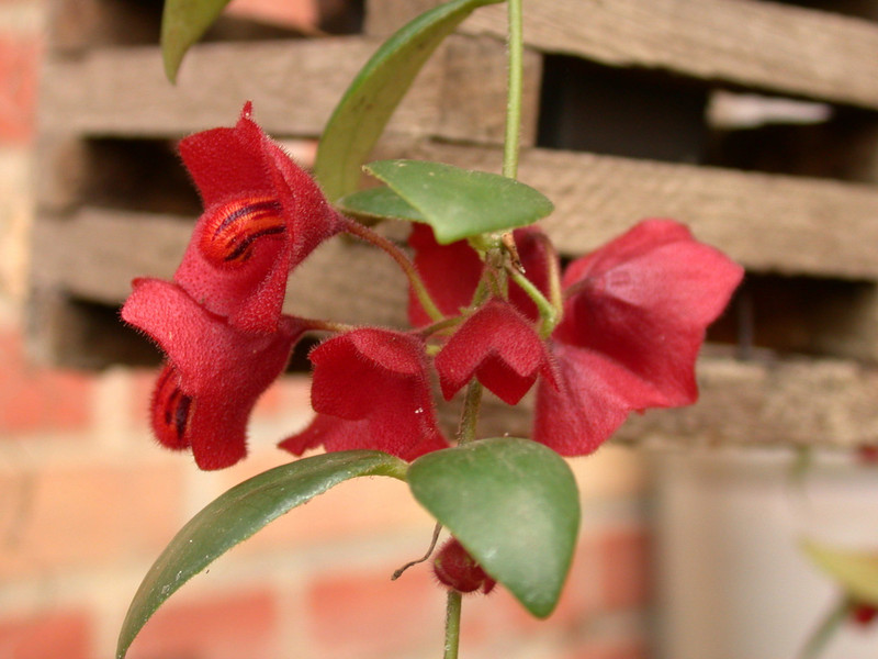 aeschynanthus sp01