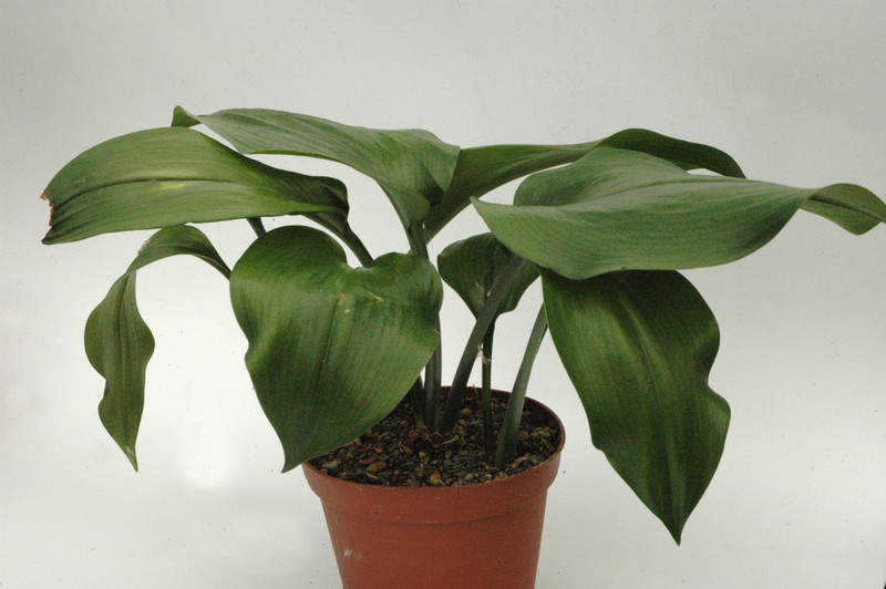 eucharis amazonica 01