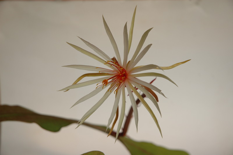 epiphyllum phyllanthus rubrocoronatum rba373 717