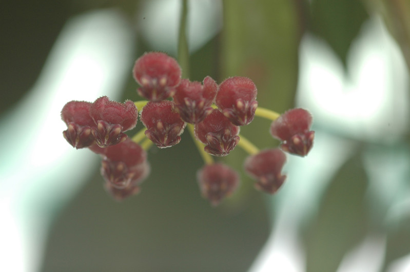hoya kentiana 7462 01