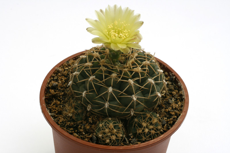 gymnocalycium uruguayense mm195 0119