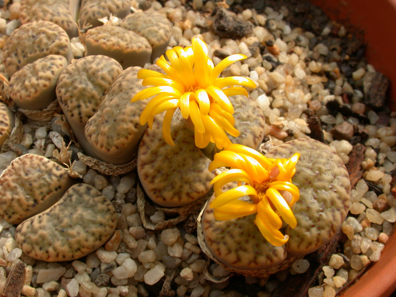 lithops bromfieldii insularis 03