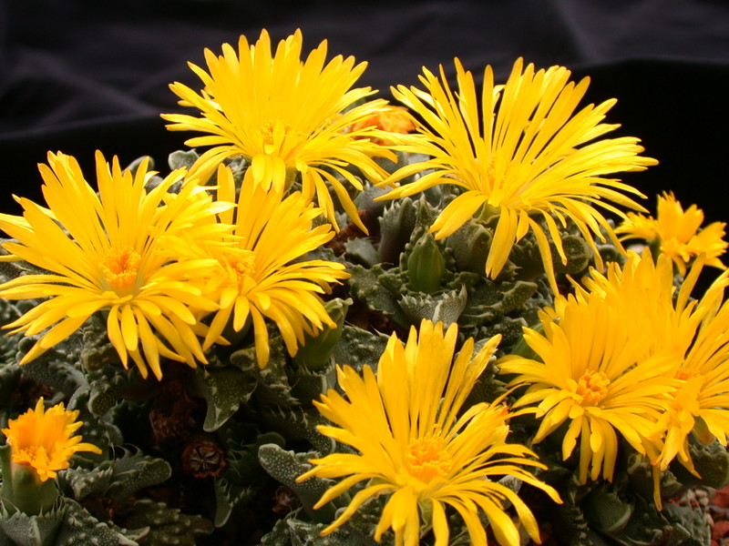 faucaria tuberculosa 3768