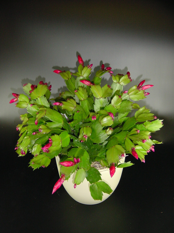 schlumbergera exotic dancer 02