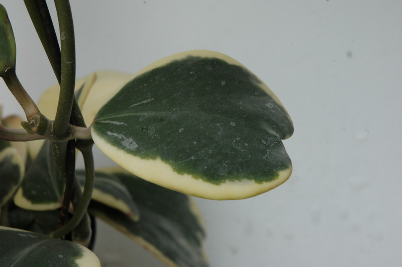 hoya kerri albomarginata 6525