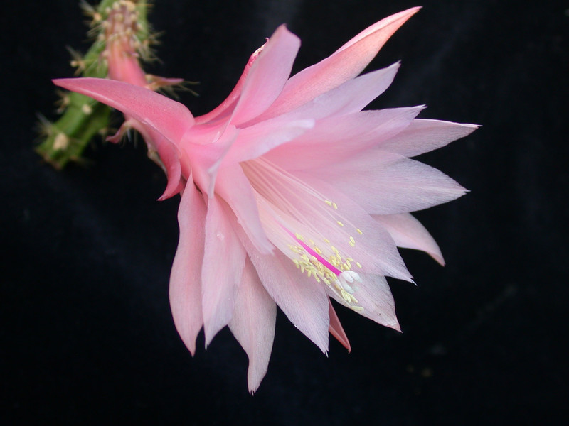 aporocactus vivide 01