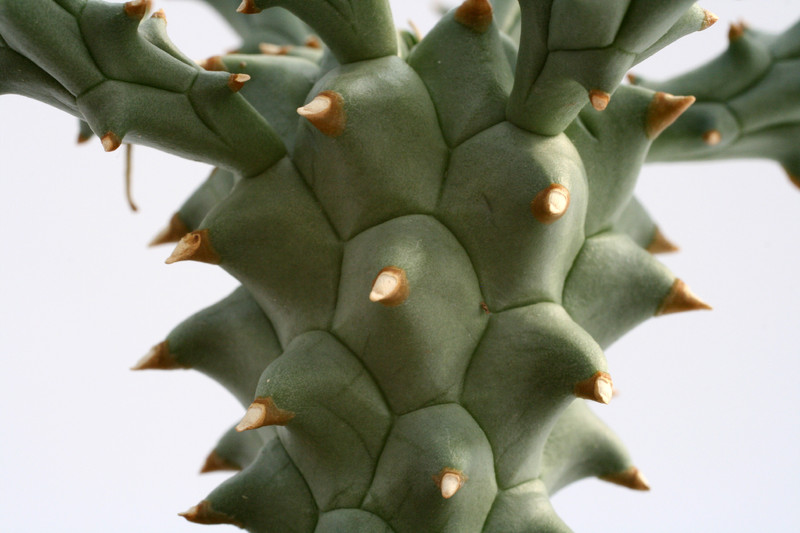 euphorbia tuberculata 0593