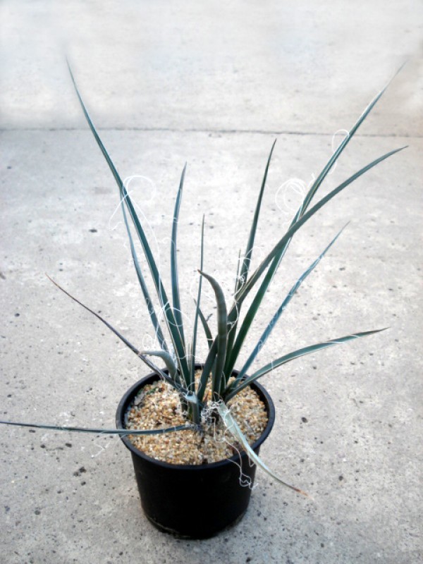 hesperaloe parviflora 4865