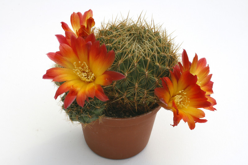 sulcorebutia tuberculata chrysantha 9965