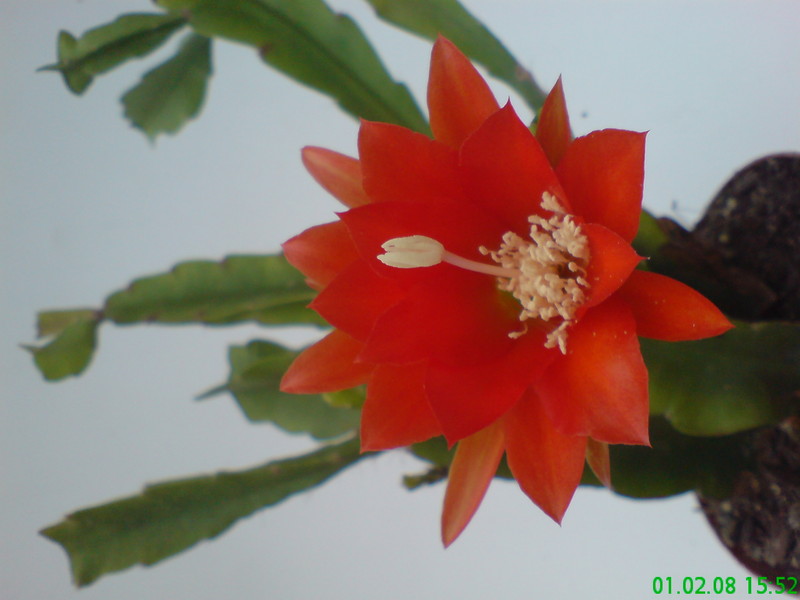 eh jose paetz 1035 199
