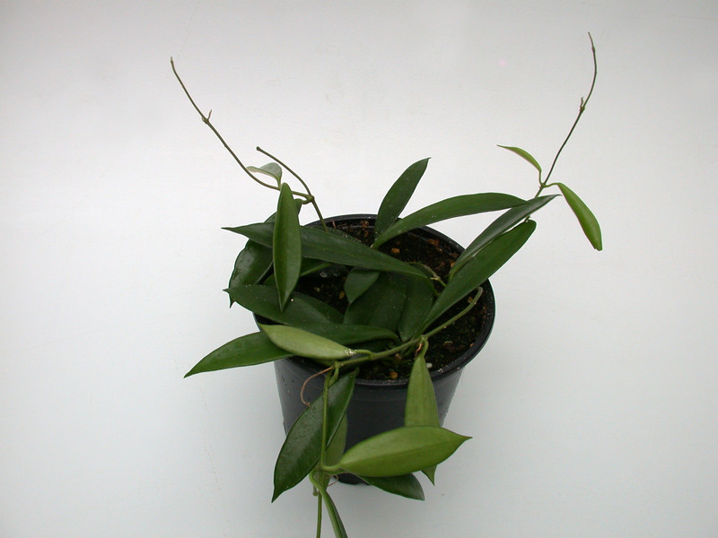 hoya dennisii 3957