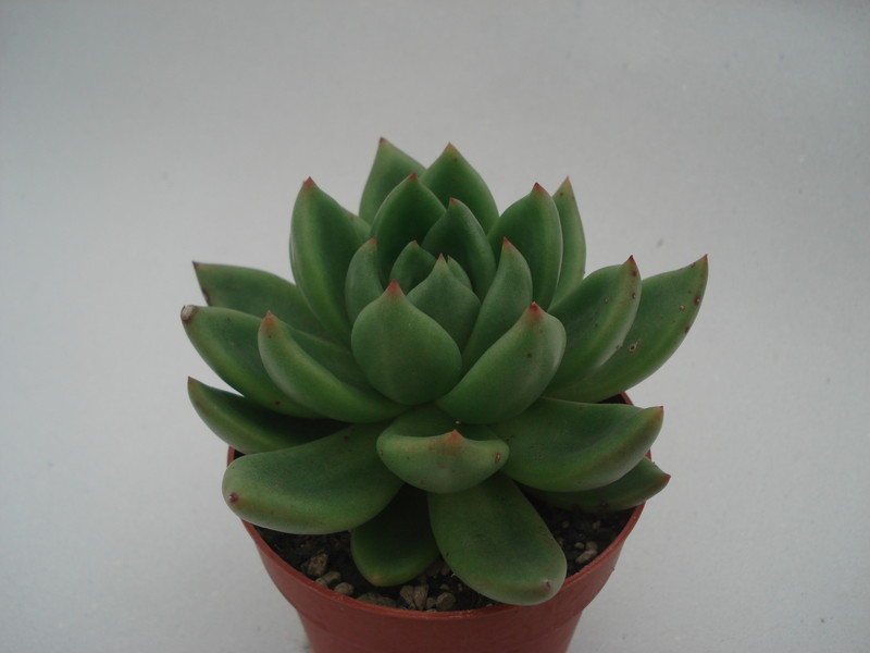 echeveria haageana 8384