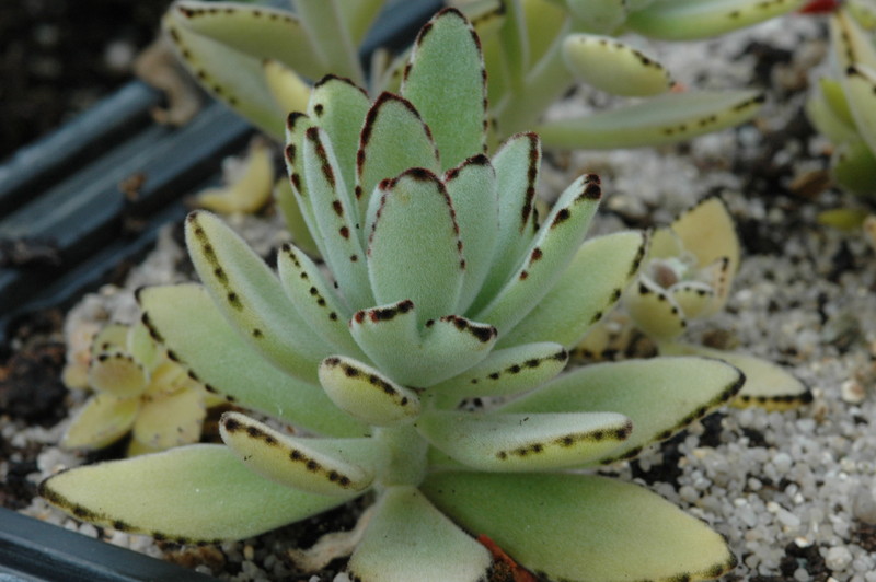 kalanchoe tomentosa 212