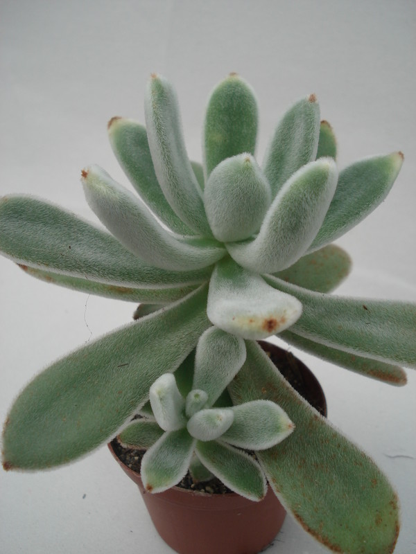 echeveria leucotricha 8317