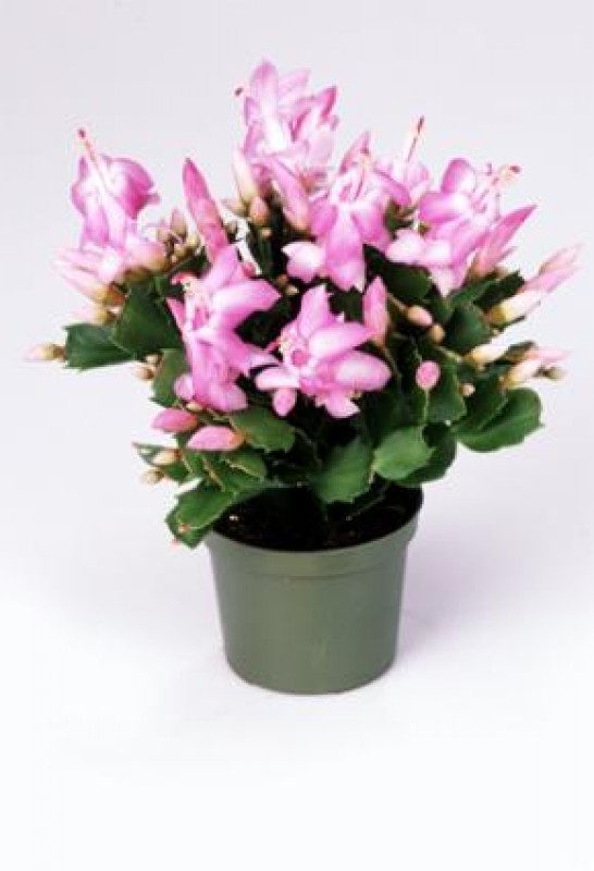 schlumbergera thor zenia 9
