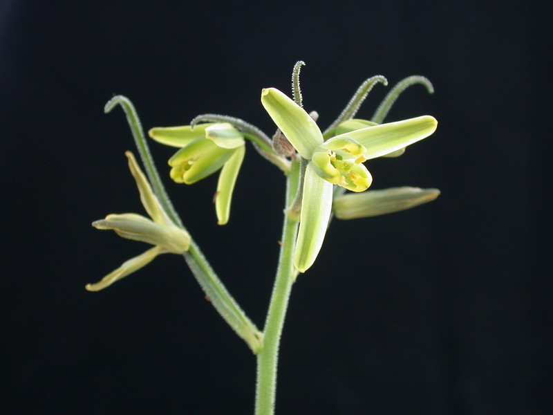 albuca spiralis 02