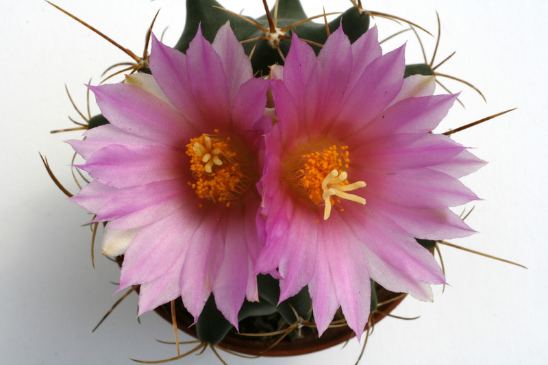 thelocactus buekii mk38 138 0251