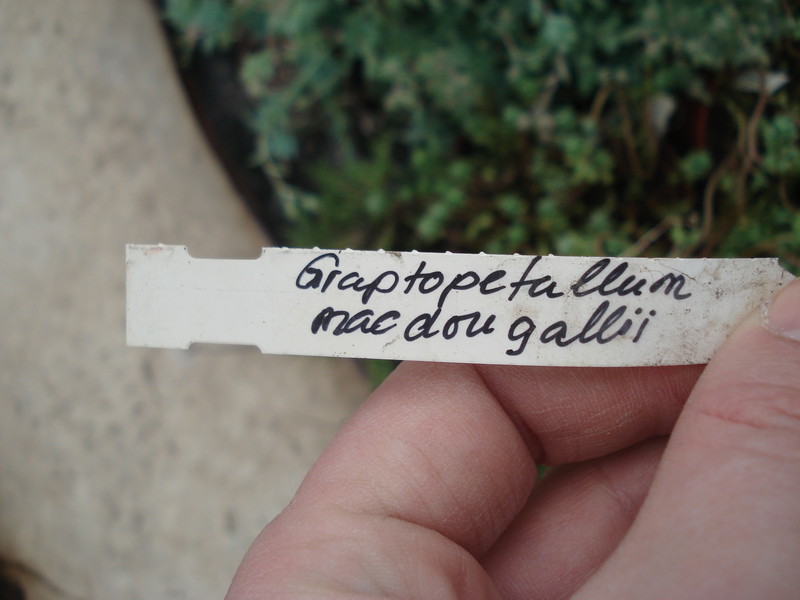 graptopetalum macdougallii 8460