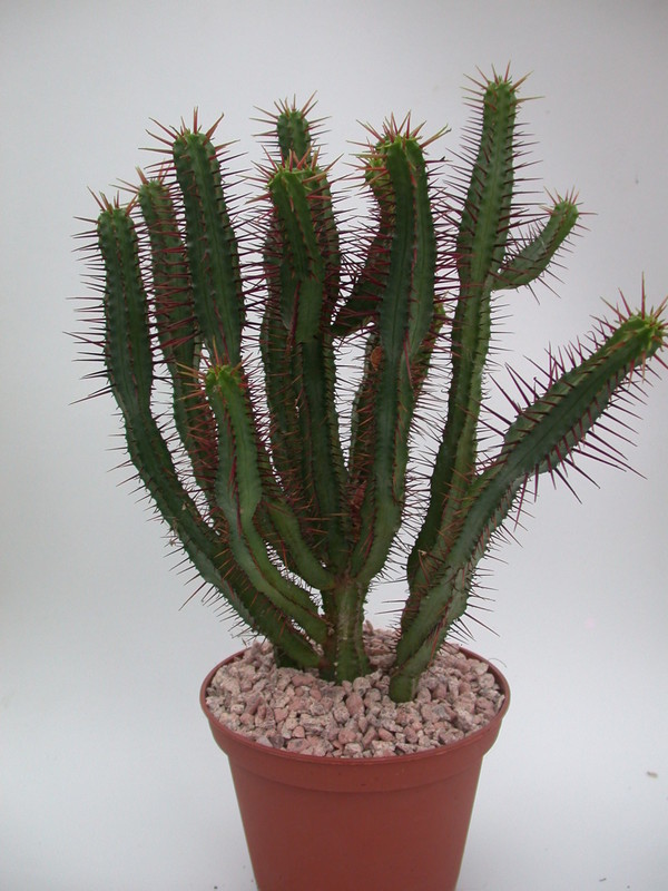 euphorbia enopla 1345