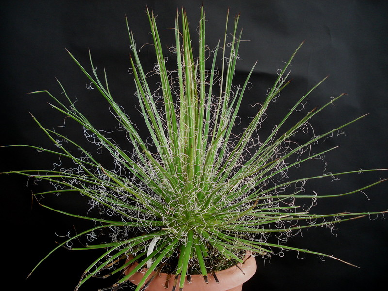 agave multifilifera 4