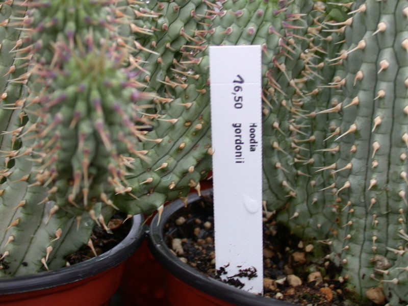 hoodia gordonii 5685
