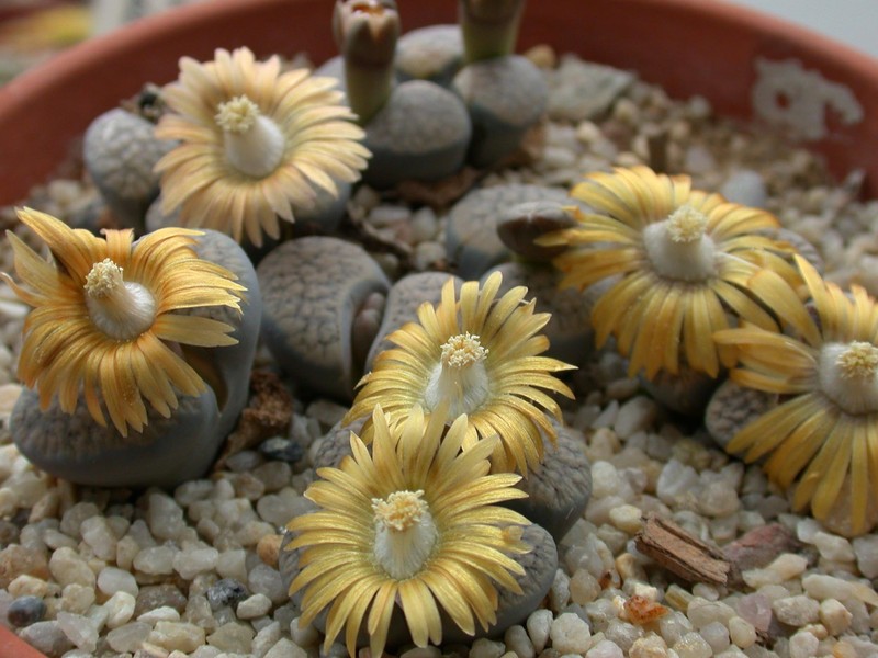 lithops verruculosa1