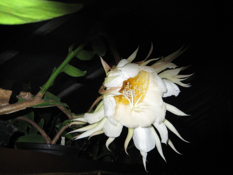 epiphyllum chrysocardium 511