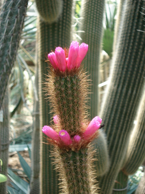 arrojadoa rhodantha 370