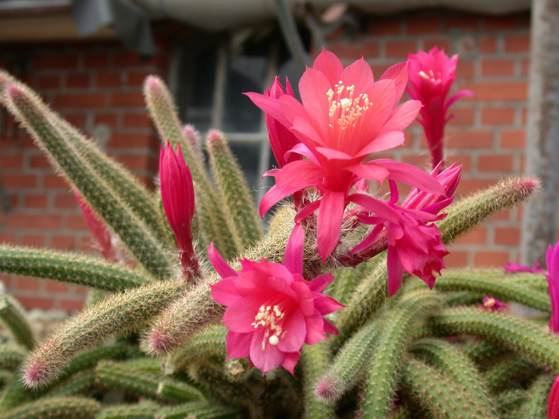 aporocactus flagelliformis 1