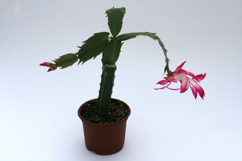 schlumbergera bristol rose ve 1608
