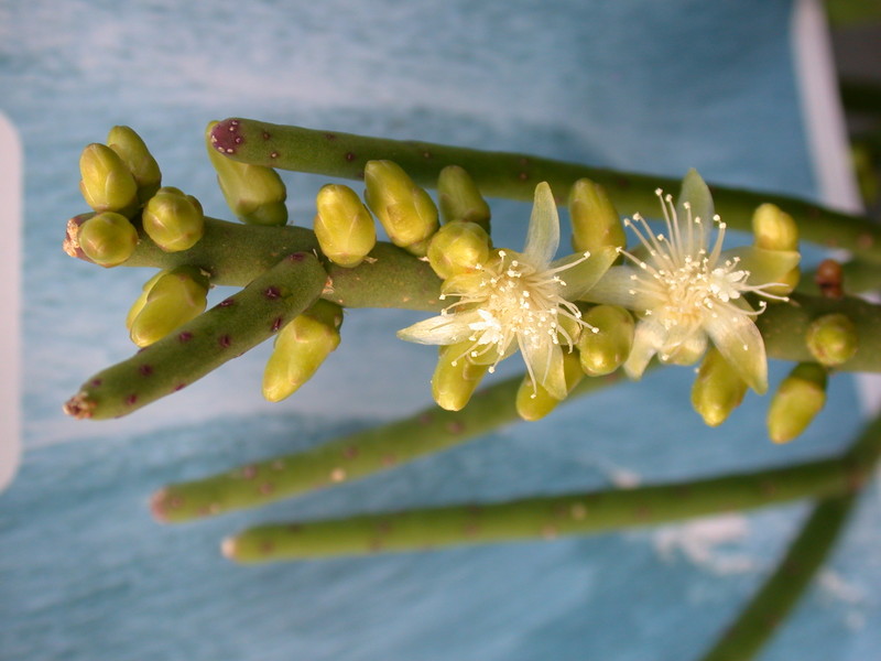 rhipsalis grandiflora 2054