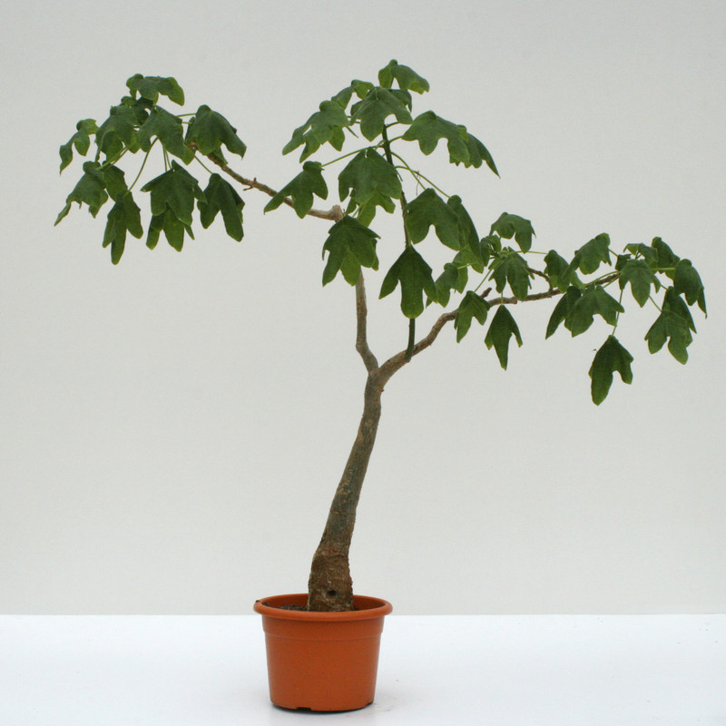 uncarina grandidieri 90cm 3674