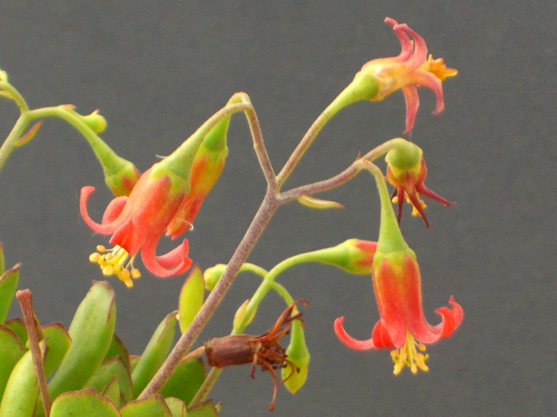 cotyledon galpinii 0139
