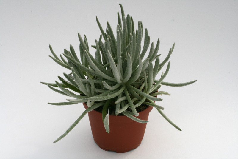 senecio scaposus 7544