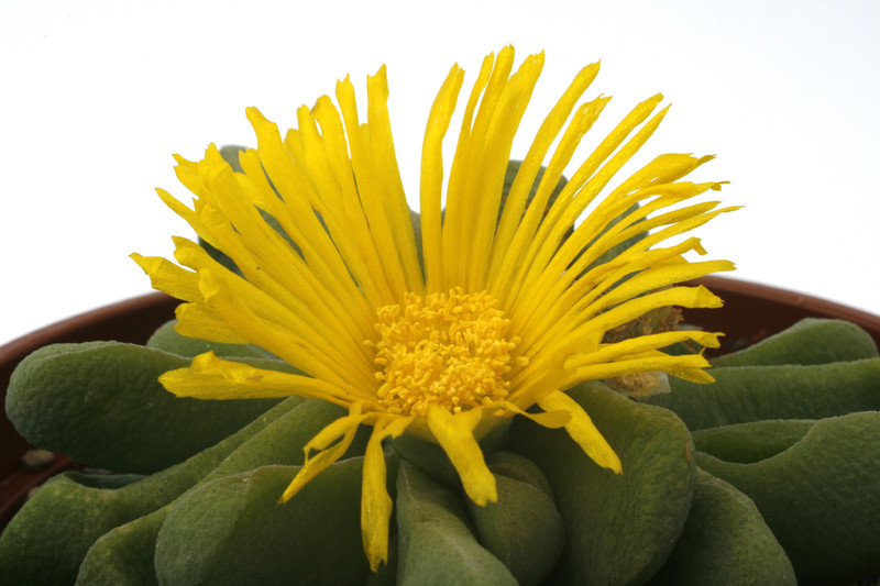 glottiphyllum oligocarpum mg152 1041