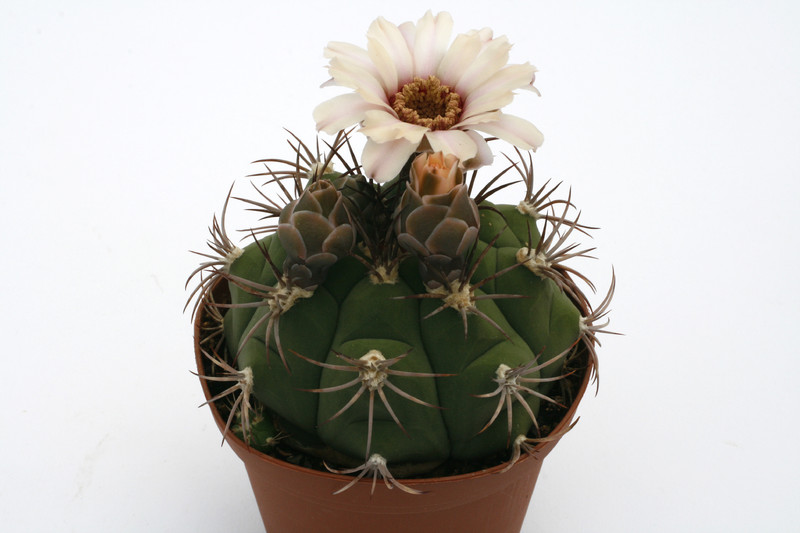 gymnocalycium marquezii 9916